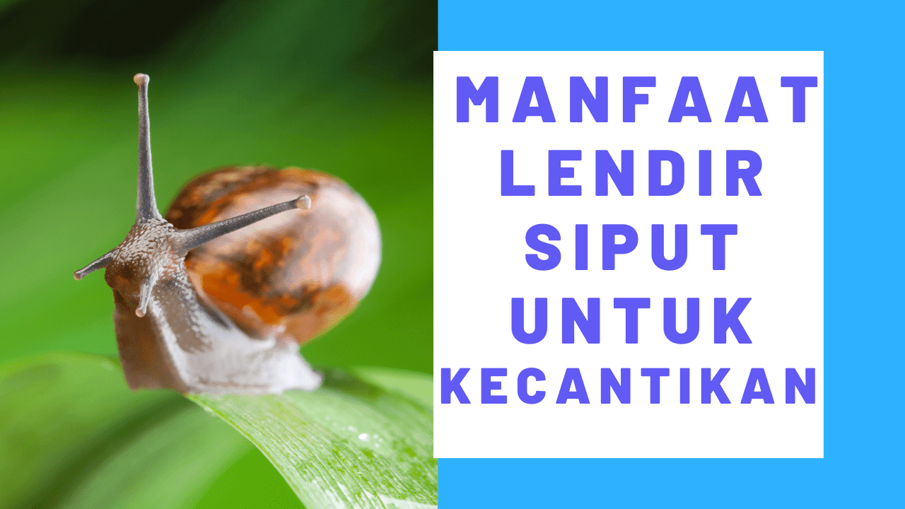 Manfaat lendir siput untuk kecantikan