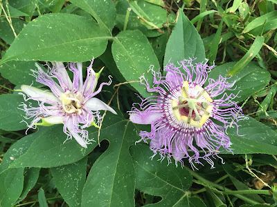 Photograph of two purple passionflowers with leaves in the background.