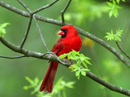 Red Wild Bird