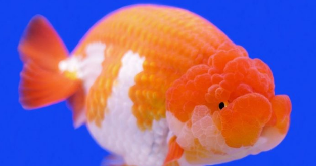 Tipe Ikan Mas Koki Dan Cara Merawatnya Ikan Dan Laut