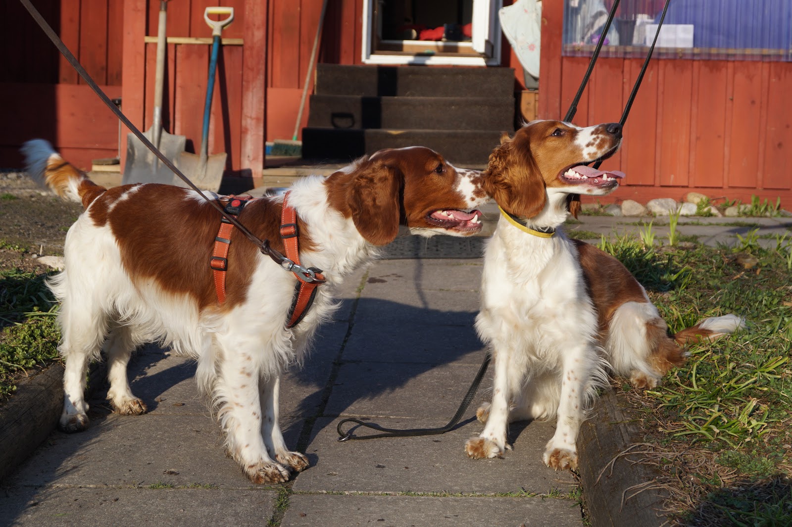 jangas-walesinspringerspanielit-taipparitreeneiss-iso-lauma-punavalkoisia
