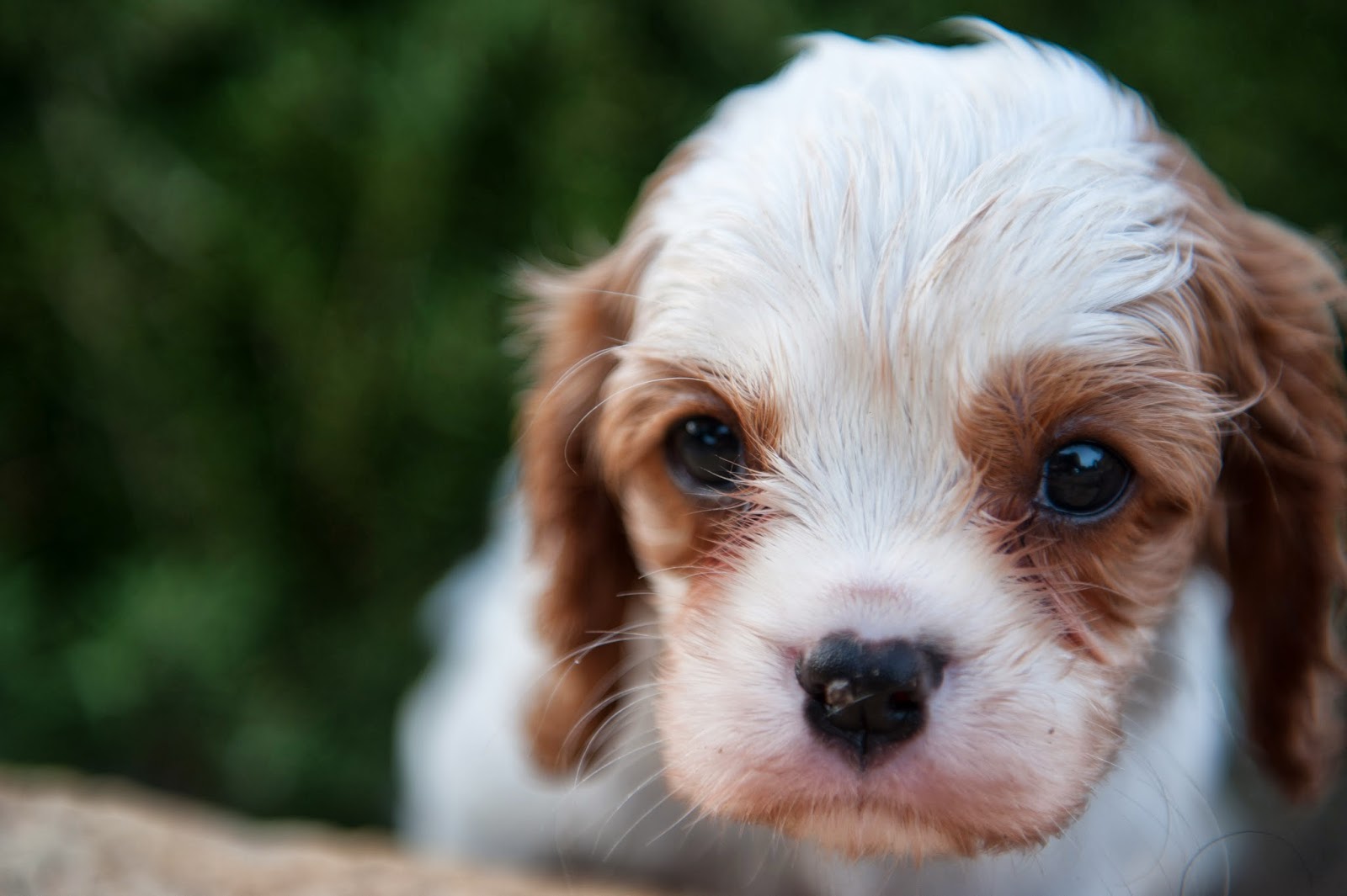 Cavaliers in Houston - Texas Cavalier Puppies: Puppies available for ...