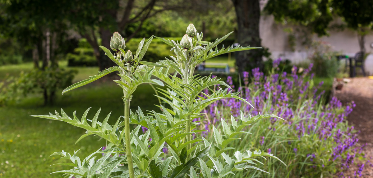 wcs Artie chokes four for a dollar