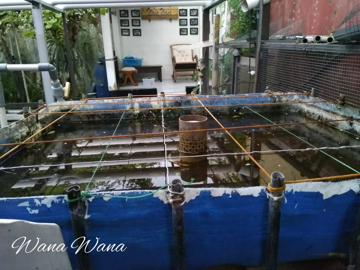 Wana Wana Sistem Tanam Pasang Surut Tanpa Media Kerikil