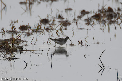 Territ pectoral (Calidris melanotos)