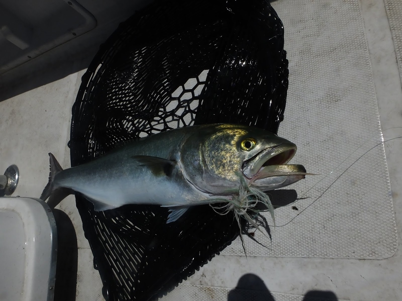 Connecticut Fly Angler Species Profile Bluefish