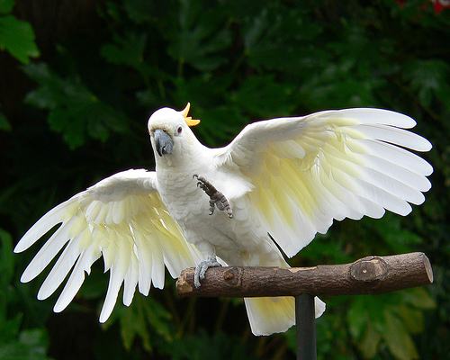 sulfur crested cockatoo back sulfur crested cockatoo back