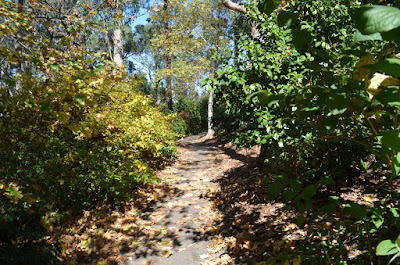 Heading uphill on a narrow ashphalt path which has a sharp bend at the top as it curves around a tree. Vegetation encroaches at the sides of the path.