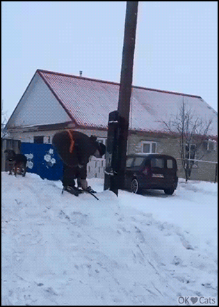 Scary Cat GIF • Cat stuck at the top of an electricity pole under falling snow rescued by a good man [ok-cats-site.com]