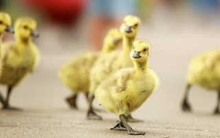thumb-ducklings-bird-baby