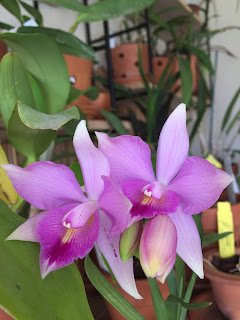 , Diacattleya Chantilly Lace, diarid'orchidee