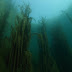 Το εντυπωσιακό υποβρύχιο δάσος από έλατα μέσα σε λίμνη