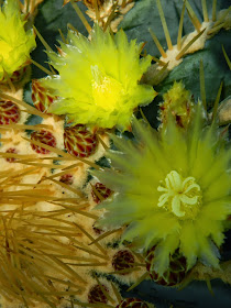 Centennial Park Conservatory yellow cactus flowers by garden muses-not another Toronto gardening blog