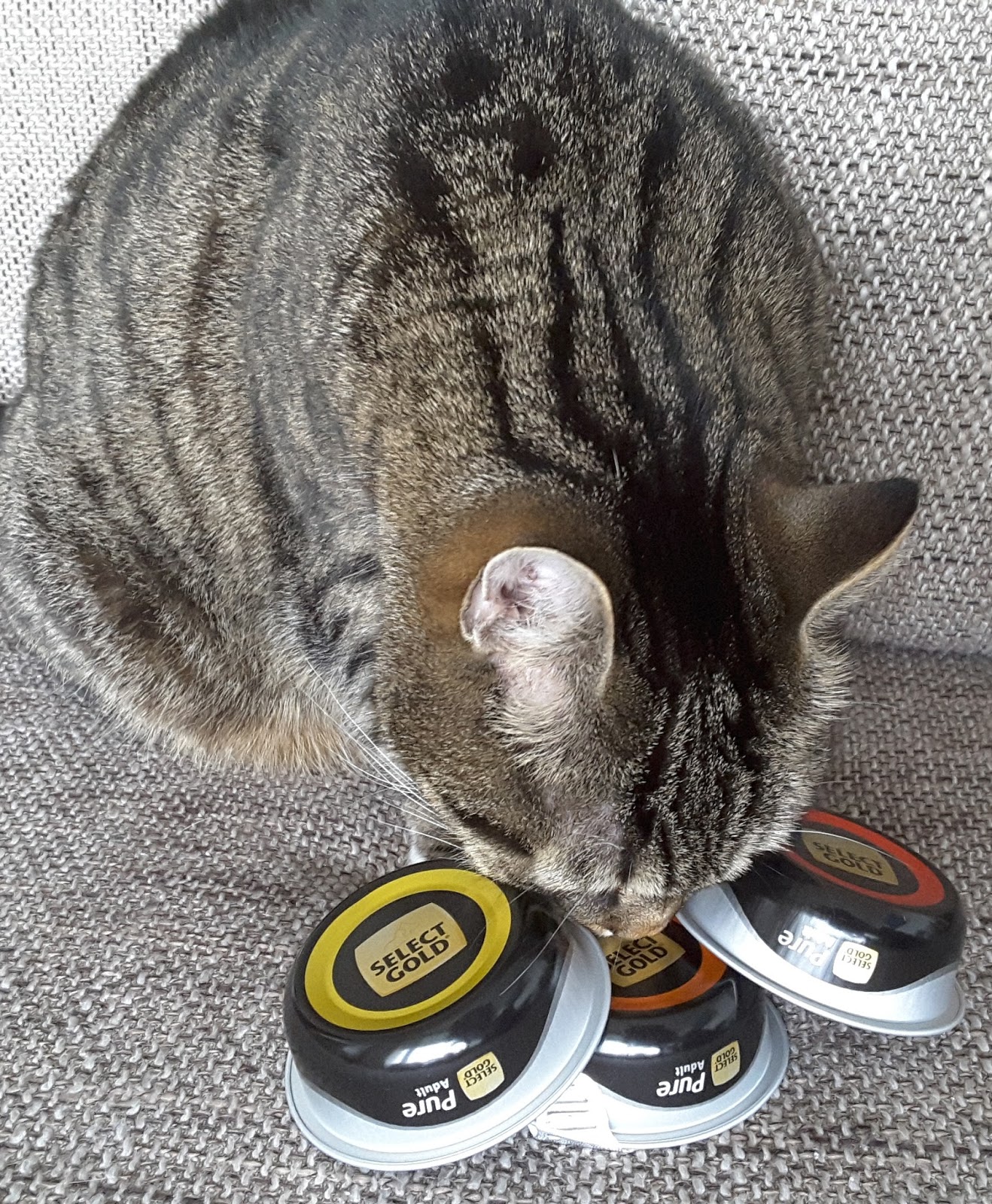pure katzenfutter