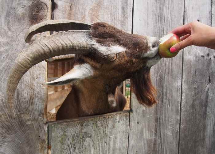 What Do Goats Like to Eat? Homesteading in Ohio
