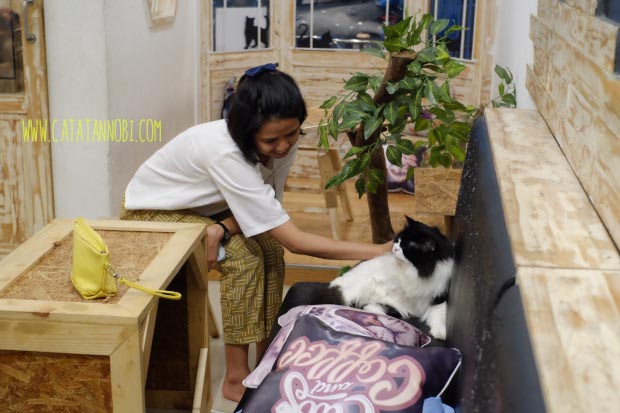 Ngopi Bersama Kucing Kucing Lucu Di Cats And Coffee Jogja Catatan Nobi