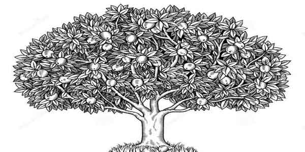 Cara Menggambar Pohon  Mangga  Tes Psikotes  Gambar  Pohon 