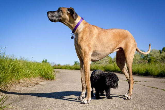 largest dog breeds