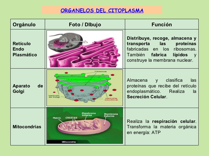 Curso Multimedia Y Web 20 Carcteristic Y Funciones De Los Organelos