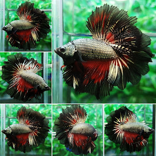 Betta Fish Care - All Helpful And Interesting Information 