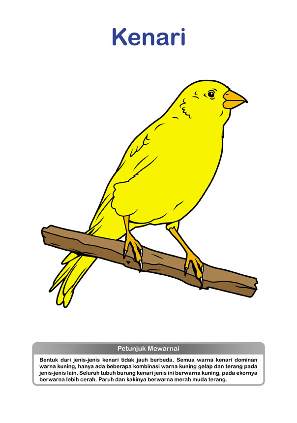 Gambar Animasi Burung Kenari Terbaru