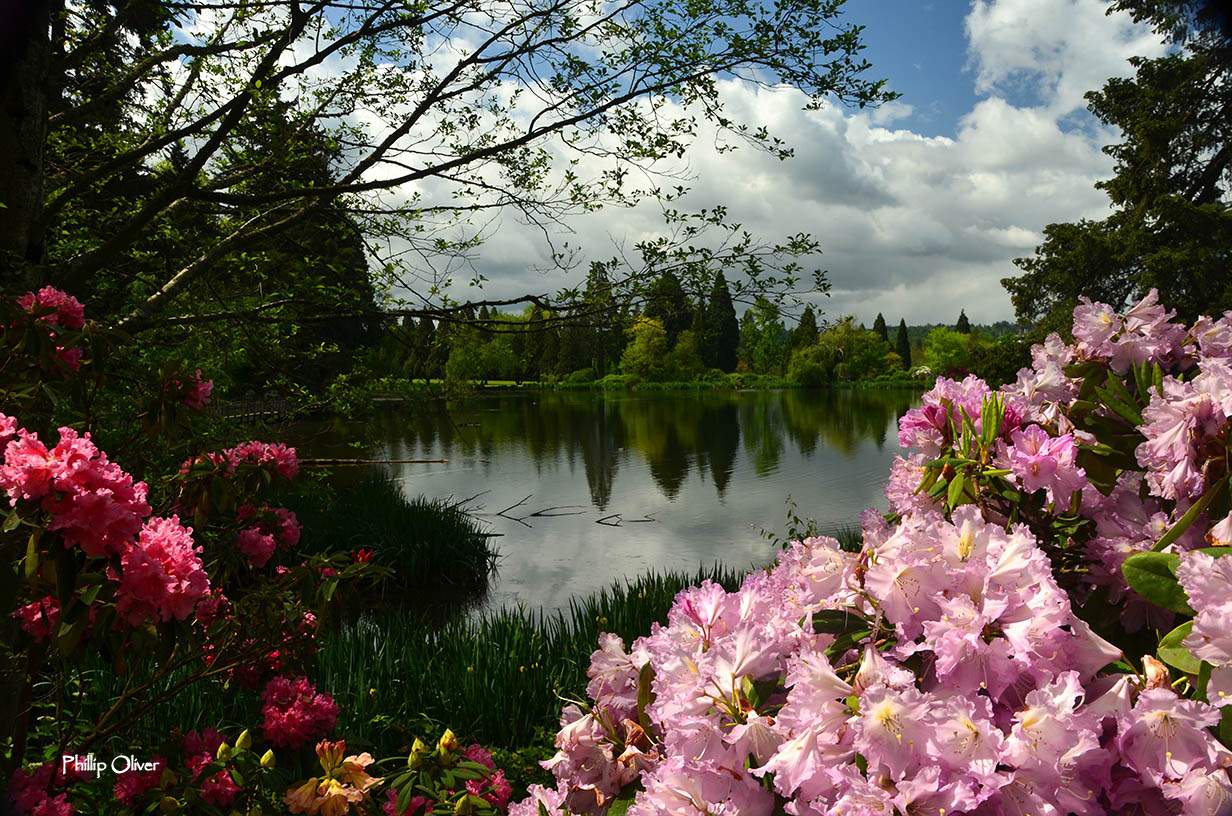 Crystal Springs Rhododendron Garden Portland Oregon