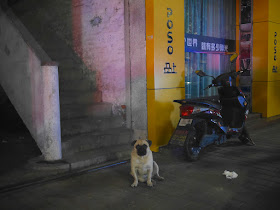 pug sitting next to stairs in Zhongshan, China