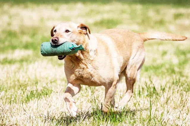 Was Bedeutet Labrador Arbeitslinie?