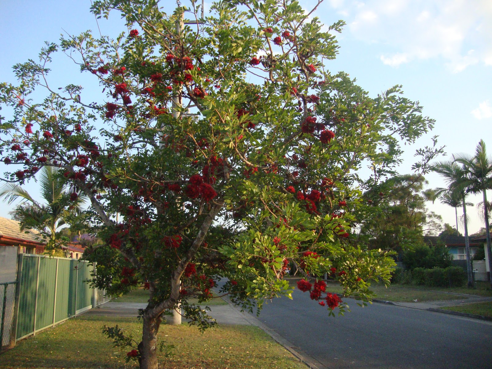 Street Trees of Brisbane Drunken Parrot Tree