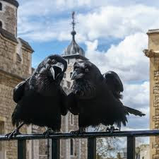 Crow (Raven) at the Tower of London