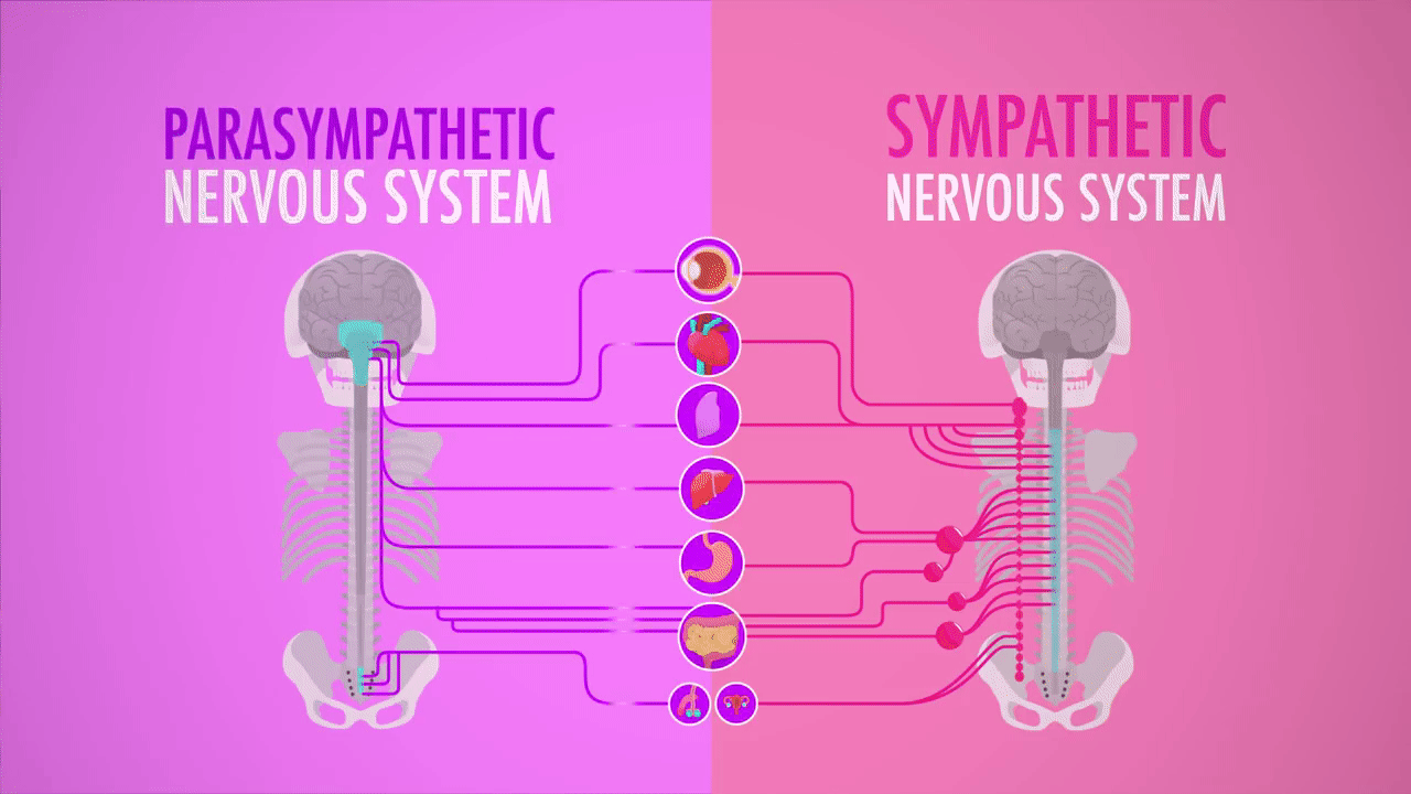 சித்தர் மரபு உடற்கூறியல் 14 (நரம்பு மண்டலம் Nervous System)