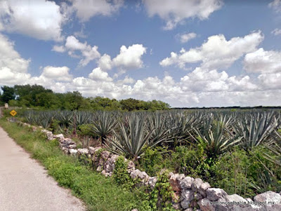 Las haciendas que hubo en los municipios de Abalá, Acanceh, Tecoh y Timucuy, Yucatán. Noticias en tiempo real