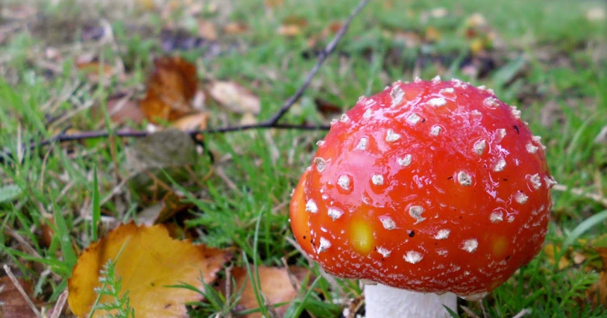 The Big Defluorinated 10 Ways That Mushrooms Can Help Save the World