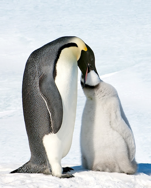 funny penguin photos