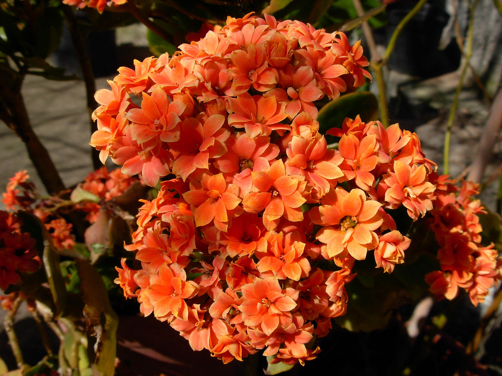 Flaming Katy Plant Care Plant Ideas