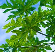 khasiat daun pepaya