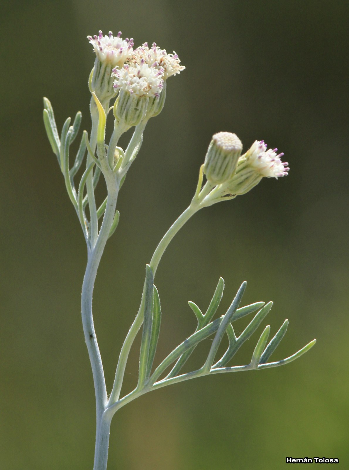Vira vira planta – Dietas de nutricion y alimentos