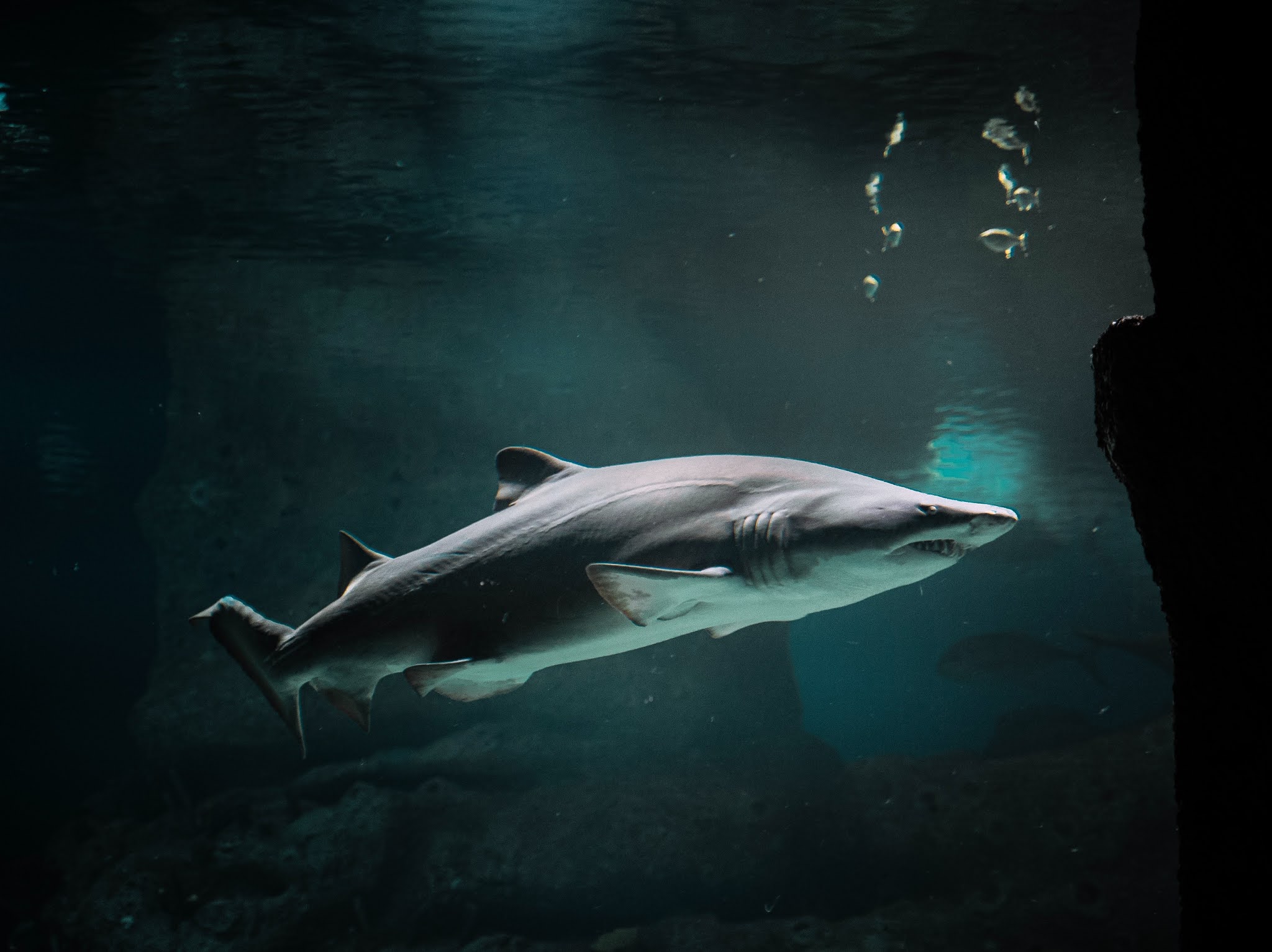 15 Arti Mimpi Tentang Ikan Hiu Menurut Primbon Jawa Islam Arti Mimpi