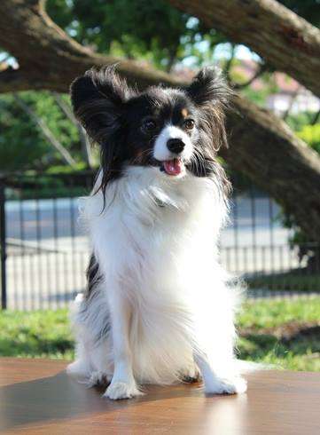 National Puppy Day Wishes Beautiful Image National Puppy Day Wishes Beautiful Image