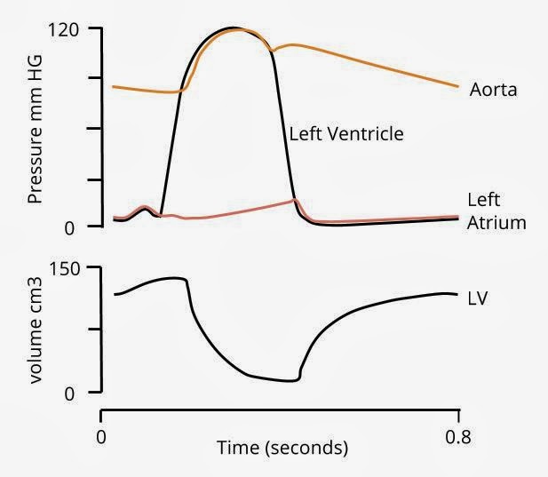 Left Atrium Volume Graph AS Biology: Pressure and volume changes and associated valve movements ...