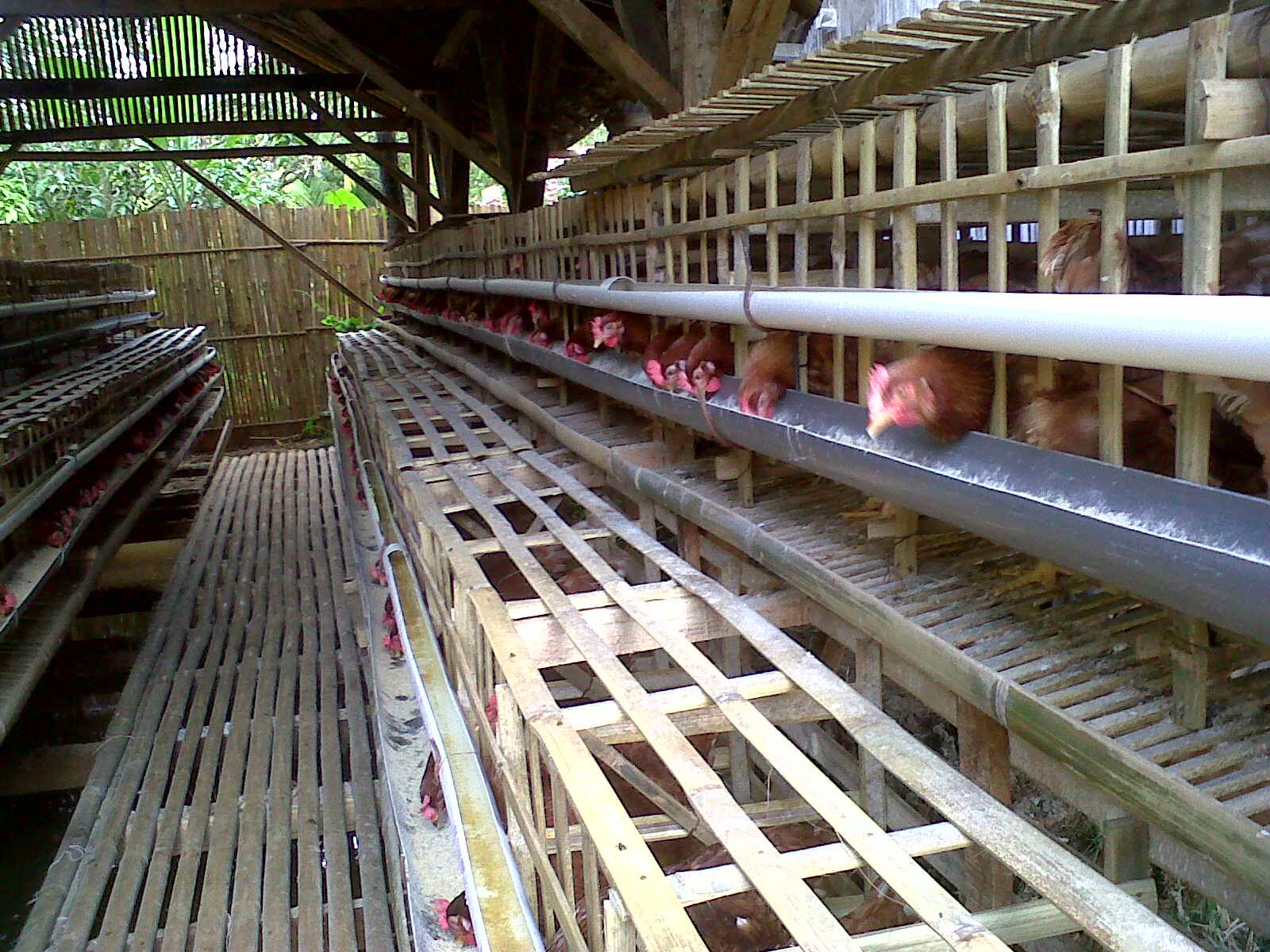 Kebutuhan Nutrisi Ayam Petelur Berdasar Umur - Kandang Ayam Petelur