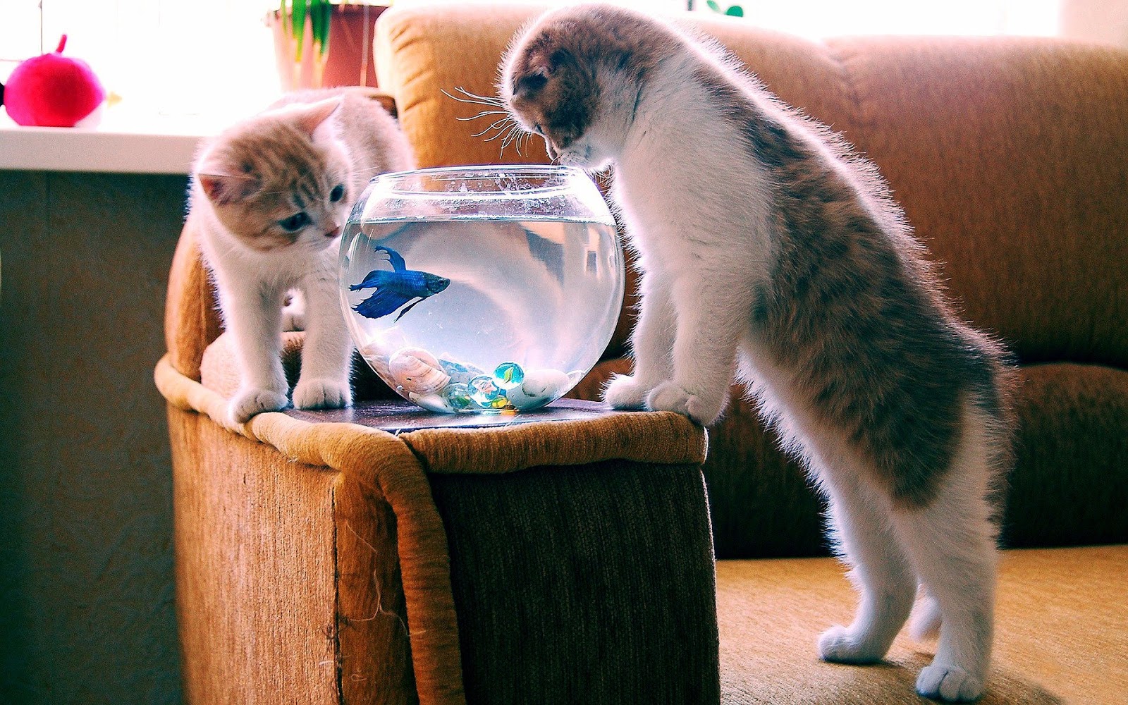 Cats With Fish Wallpaper