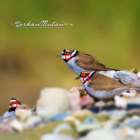 Little ringed plover Charadrius dubius