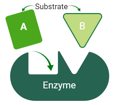 characteristics of enzymes