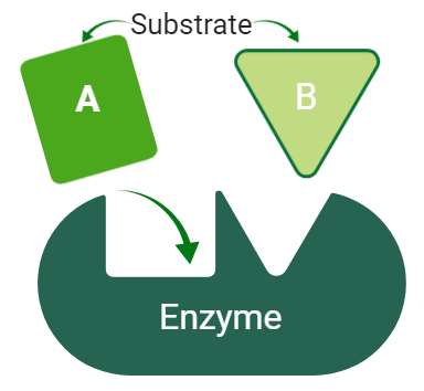 Characteristics of Enzymes 