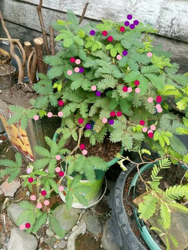 Cara Putri Malu Beradaptasi Tumbuh Tumbuhan