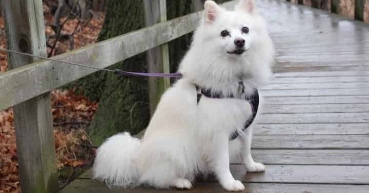 21 Japanese Spitz Training Health Exercise Appearance Feature And History