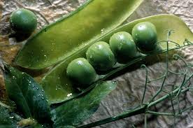 Easy Steps to Produce Your Own Vegetable Seeds ; A Information Guide for Beginner's