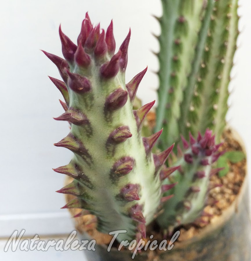 Detalles de los tubérculos de la planta suculenta Kleinia stapeliiformis