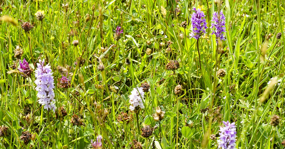 Around Hopedale Summitsup